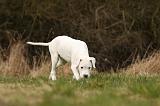 DOGUE ARGENTIN 153